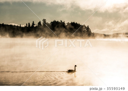 Duck swimming ake of two rivers in algonquin Duck swimming ake of two rivers in algonquin 35593149