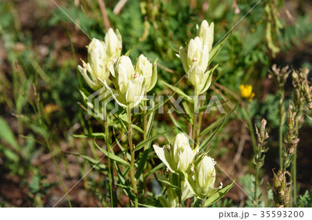 Castilleja pallida fowers in Aktru valley. Altai Castilleja pallida fowers in Aktru valley. Altai 35593200