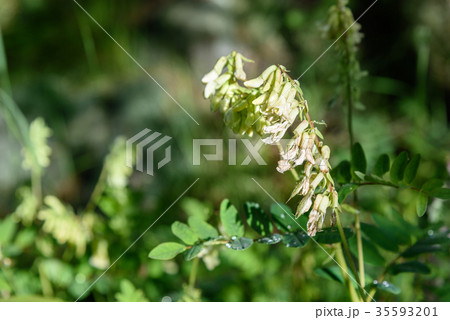 Hedysarum vicioides flowers in Aktru valley Altai Hedysarum vicioides flowers in Aktru valley Altai 35593201