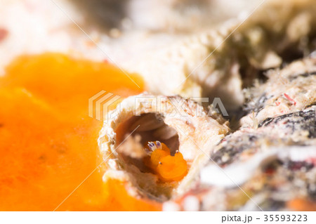 ニシキリュウグウウミウシ 35593223