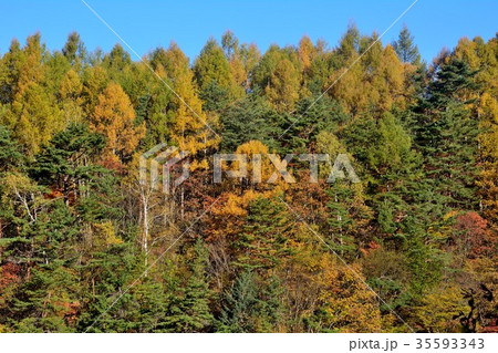 色彩豊かに紅葉した山の木々 色彩豊かに紅葉した山の木々 35593343