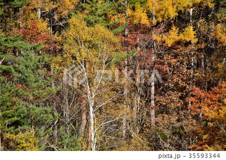 色彩豊かに紅葉した山の木々 色彩豊かに紅葉した山の木々 35593344