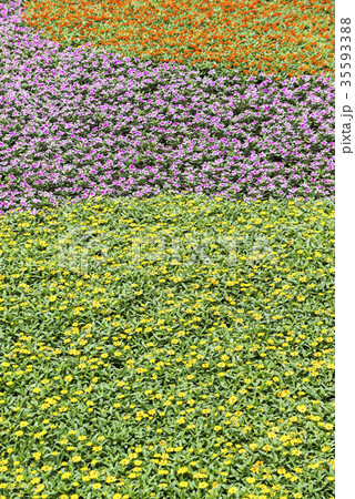 一面に咲く黄色と赤紫色と赤色の花 35593388