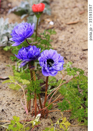 紫色のアネモネの花の写真素材