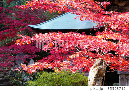 大山 紅葉 来迎院龍神堂(茶湯寺) 大山 紅葉 来迎院龍神堂(茶湯寺) 35593712