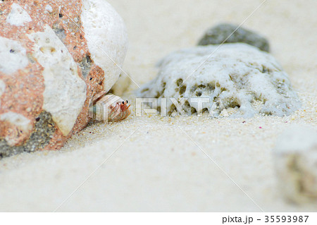 かわいいオカヤドカリ 35593987