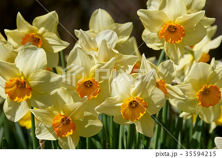 beauty blossoms of easter narcissus beauty blossoms of easter narcissus 35594215