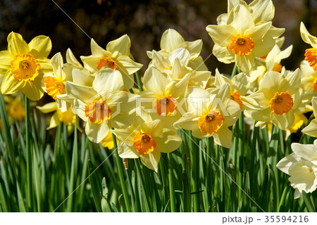 beauty blossoms of easter narcissus beauty blossoms of easter narcissus 35594216