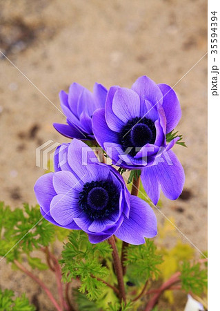 紫色のアネモネの花の写真素材