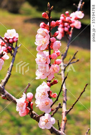 美しいピンクの梅の花 美しいピンクの梅の花 35594768