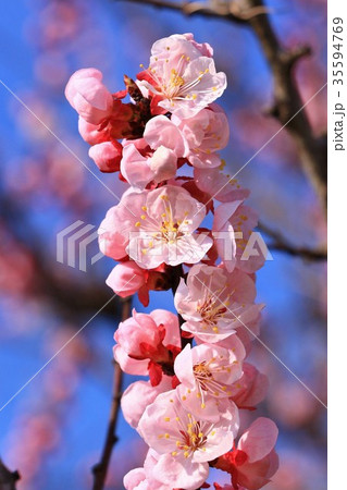 美しいピンクの梅の花 美しいピンクの梅の花 35594769