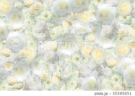 白いバラの花のテクスチャー 背景壁紙のイラスト素材 35595051 Pixta