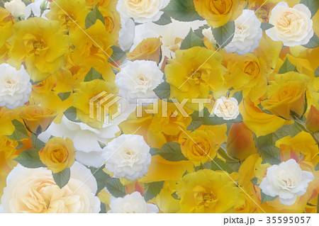 黄色系の薔薇の花のテクスチャー 背景壁紙のイラスト素材