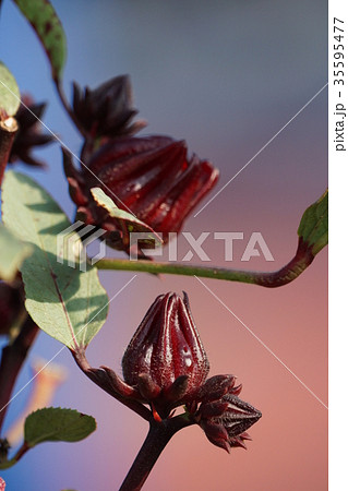 アオイ科 ゼニアオイ アオイ 35595477