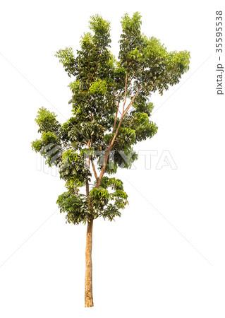 A big tree isolated on white background 35595538