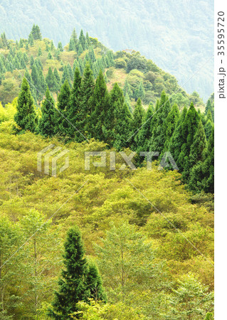 木 ツリー 樹 35595720