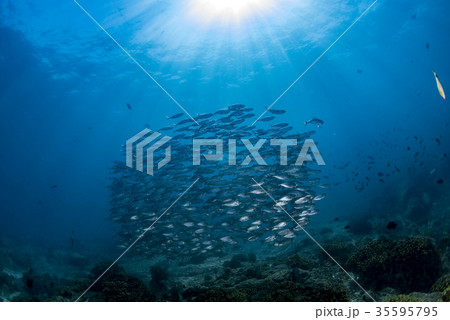 sardine school of fish underwater 35595795