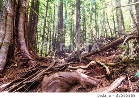 Vancouver forest Vancouver forest 35595868
