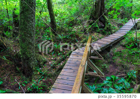 Vancouver forest 35595870