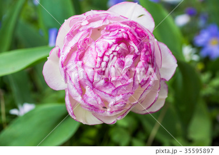 Pink tulip in the field 35595897