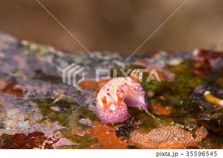 イチゴミルクウミウシ 35596545
