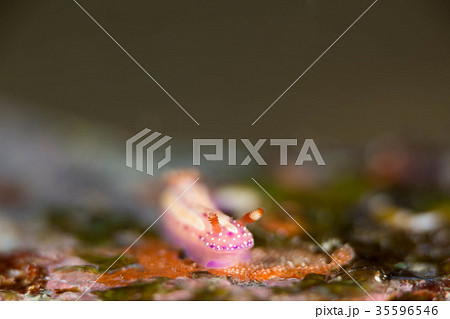 イチゴミルクウミウシ 35596546