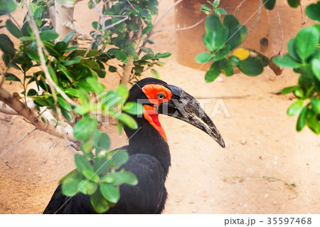Southern Ground Hornbill. Bucorvus leadbeateri Southern Ground Hornbill. Bucorvus leadbeateri 35597468