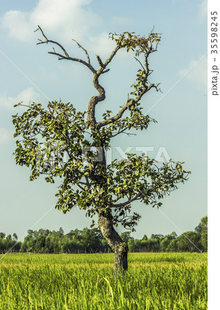 Tree in the rice field Thailand Tree in the rice field Thailand 35598245