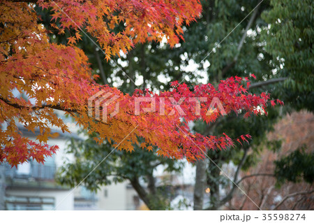 紅葉の季節 35598274