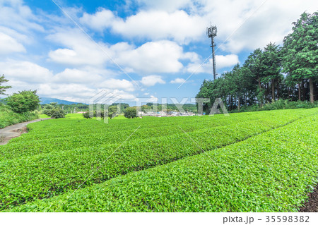 Fresh green tea farm in spring Fresh green tea farm in spring 35598382