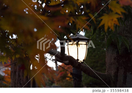 街灯と、紅葉 街灯と、紅葉 35598438