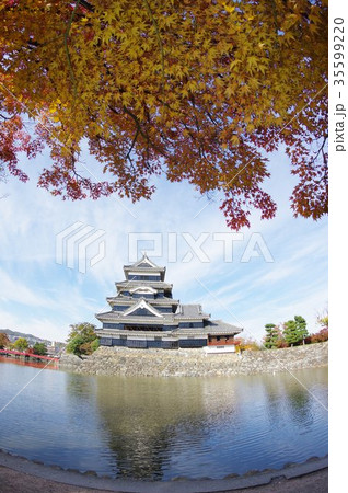 信州 松本の秋 紅葉に彩られる国宝松本城 現存12天守のひとつ 松本観光の中心 信州 松本の秋 紅葉に彩られる国宝松本城 現存12天守のひとつ 松本観光の中心 35599220