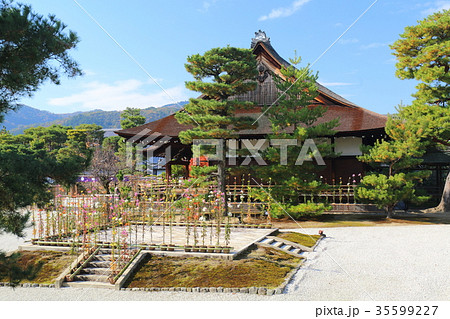 京都 秋の大覚寺 嵯峨菊と書院の写真素材