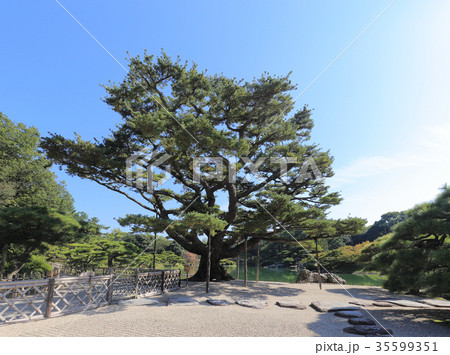 特別名勝「栗林公園」掬月亭の初莚観から根上り五葉松と南湖を見る 35599351