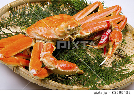 ズワイガニ　食材 35599485