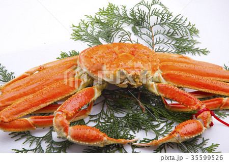 ズワイガニ 食材 ズワイガニ 食材 35599526