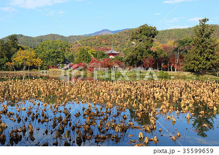 京都　秋の大沢池 35599659