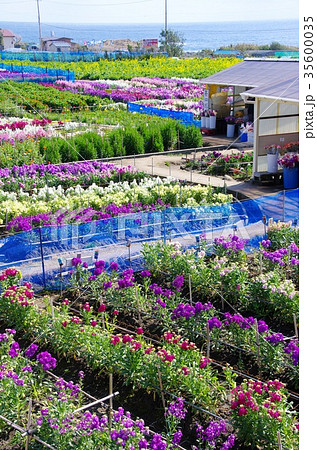白間津の花畑 白間津の花畑 35600035