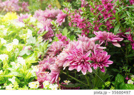 Cluster of pink chrysanthemum flower in garden. Cluster of pink chrysanthemum flower in garden. 35600497