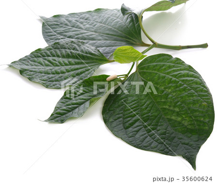 Piperaceae isolated on white background Piperaceae isolated on white background 35600624