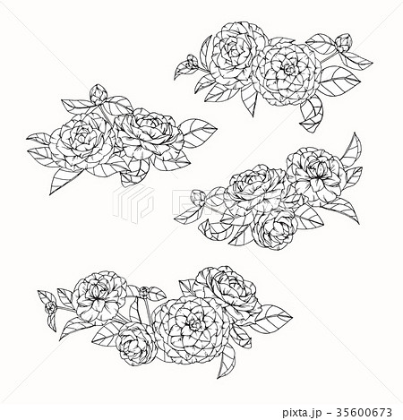 Camellia flower drawing. 35600673