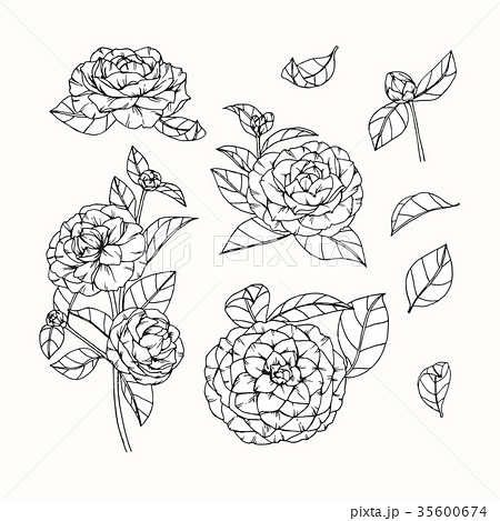 Camellia flower drawing. 35600674