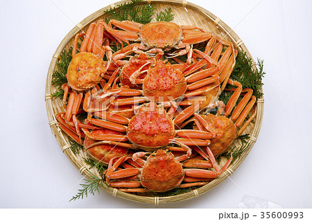 ズワイガニのメス　食材 35600993