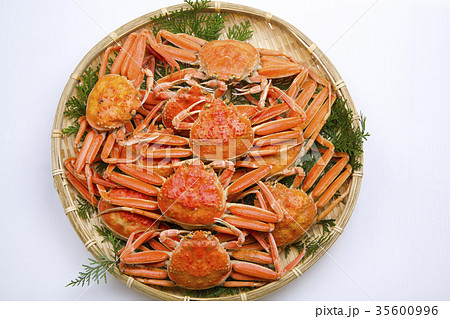 ズワイガニのメス　食材 35600996