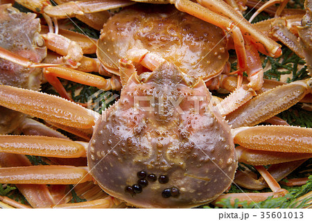 ズワイガニのメス 食材 ズワイガニのメス 食材 35601013