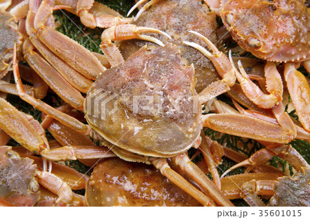 ズワイガニのメス　食材 35601015