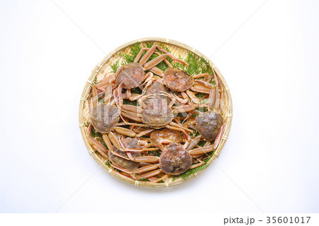 ズワイガニのメス　食材 35601017