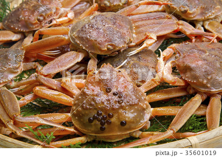 ズワイガニのメス 食材 ズワイガニのメス 食材 35601019