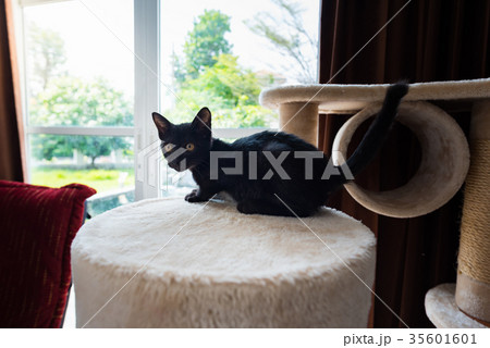 Cute black cat 35601601