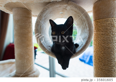 Cute black cat Cute black cat 35601605